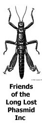 FOTPhasmid2