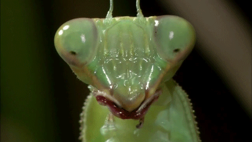 mantis1